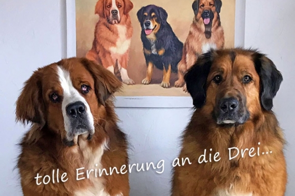drei hunde Kopie-min drei hunde Kopie-min